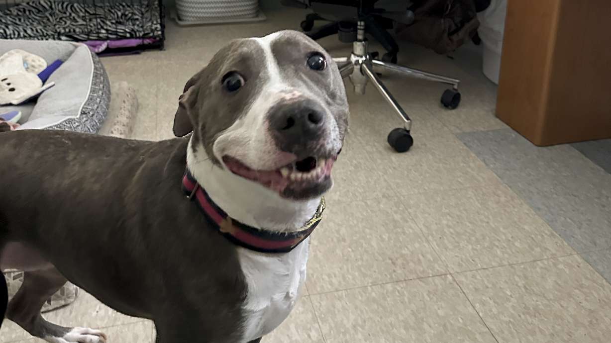 Animal shelters around the U.S. are bursting at the seams amid the rising cost of living.