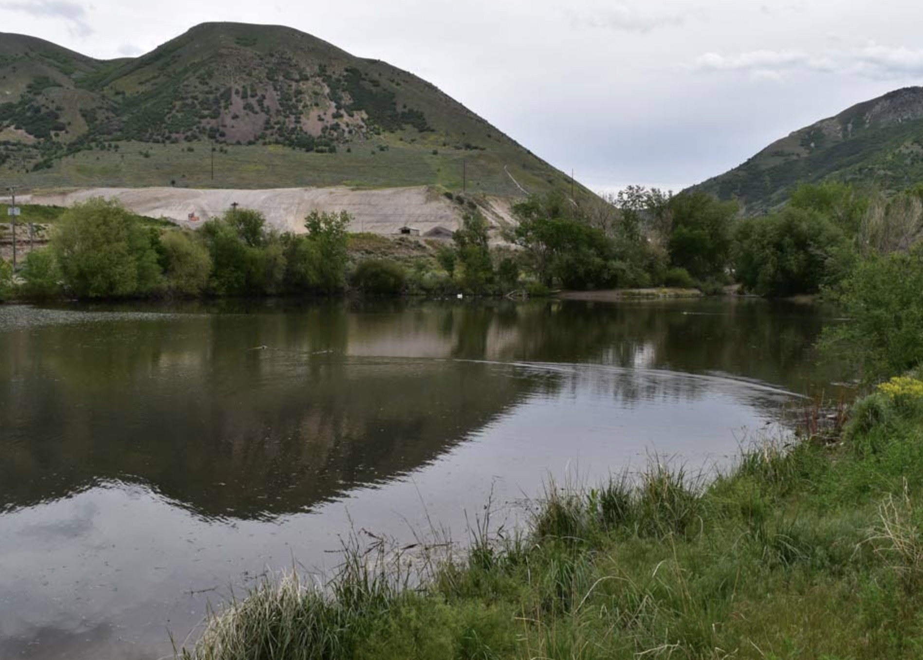 An undated photo of Mayor's Pond in Brigham City. The Utah Division of Wildlife Resources is temporarily increasing the daily fish limit for the next few weeks before the pond is dredged.