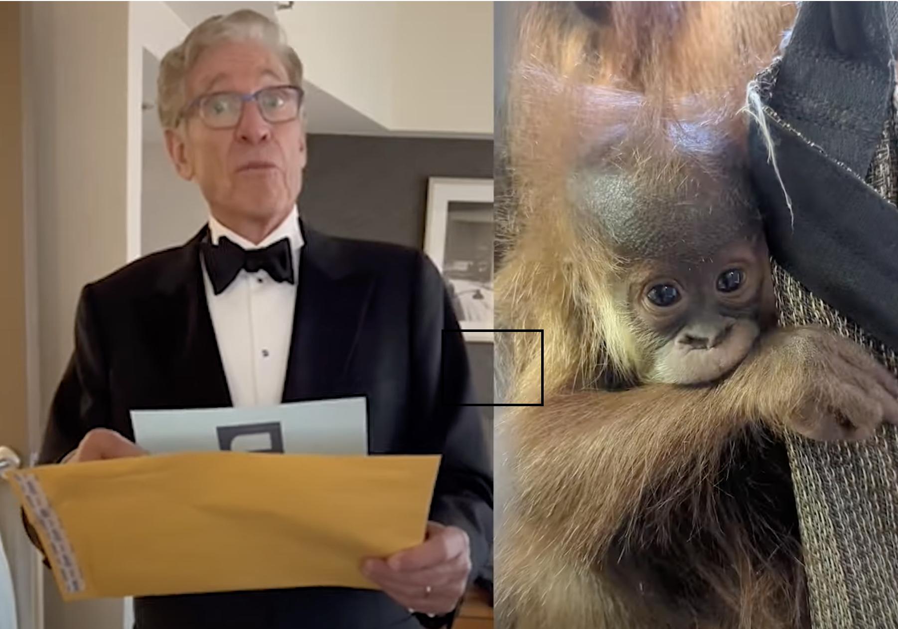 Orangutan Eirina gave birth to baby Siska in August, but the zoo was unsure which of two orangutans was the father. Maury Povich read the paternity results Dec. 19.