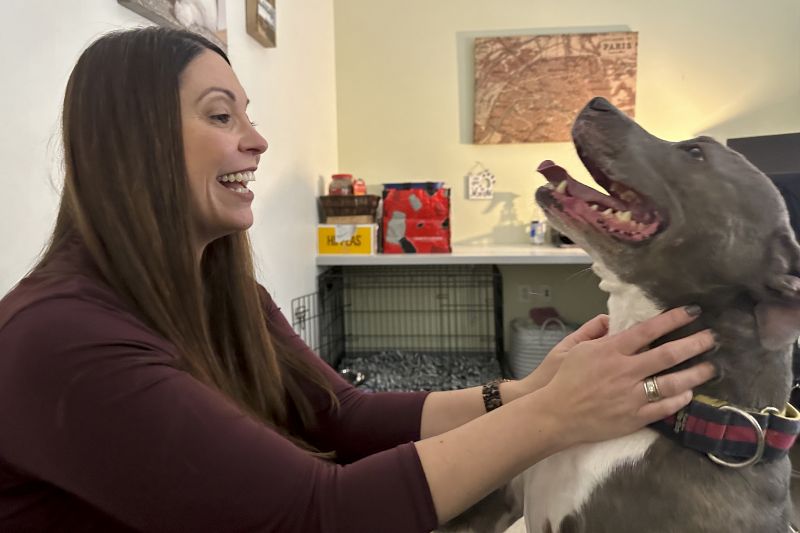 Mohawk Hudson Humane Society CEO Ashley Jeffrey Bouck plays with Kaine, a dog awaiting adoption, in the office where he is housed because of overcrowding at the shelter, on Thursday in Menands, N.Y.