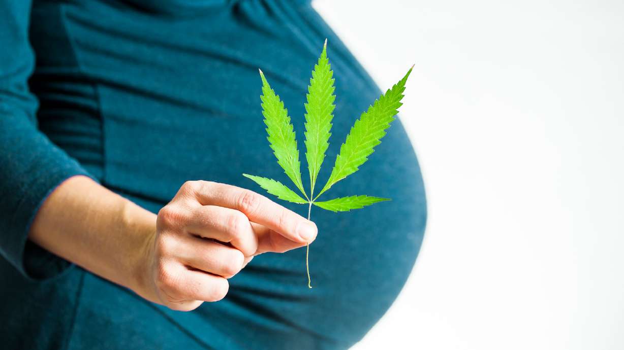 Higher exposure to cannabis during pregnancy is associated with more frequent unhealthy pregnancy outcomes, according to a new study from University of Utah Health.
