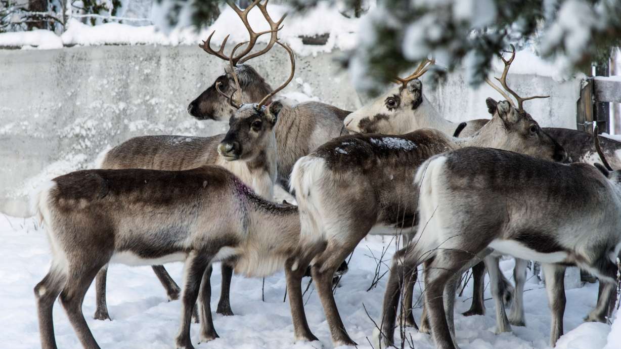 Reindeer in a corral at Lappeasuando near Kiruna, Sweden, on Nov. 30. 2019. Finding food in a barren landscape is challenging, but researchers report that reindeer eyes may have evolved to allow them to easily spot their preferred meal.