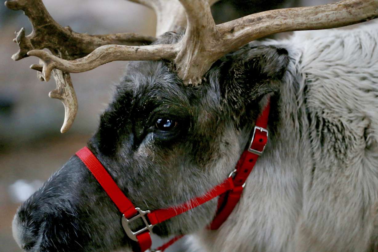 A reindeer named Thunder stands in Branchburg, N.J. on Dec. 16, 2018. Finding food in a cold, barren landscape is challenging, but researchers from Dartmouth College in New Hampshire and the University of St. Andrews in Scotland report that reindeer eyes may have evolved to allow them to easily spot their preferred meal.