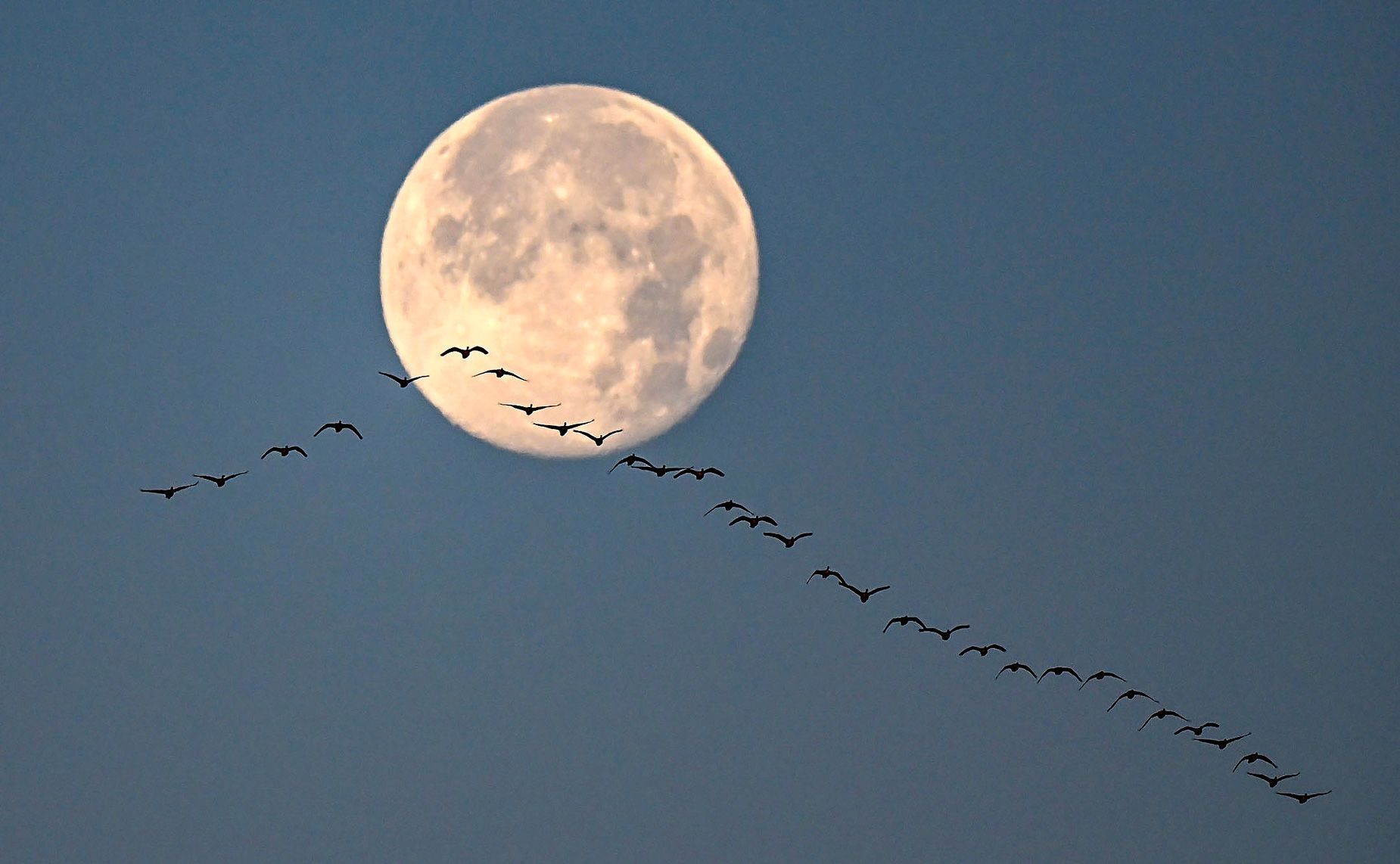 A formation of geese fly in for a landing on December 9 with 2022's last full moon — or "cold moon" — behind them.