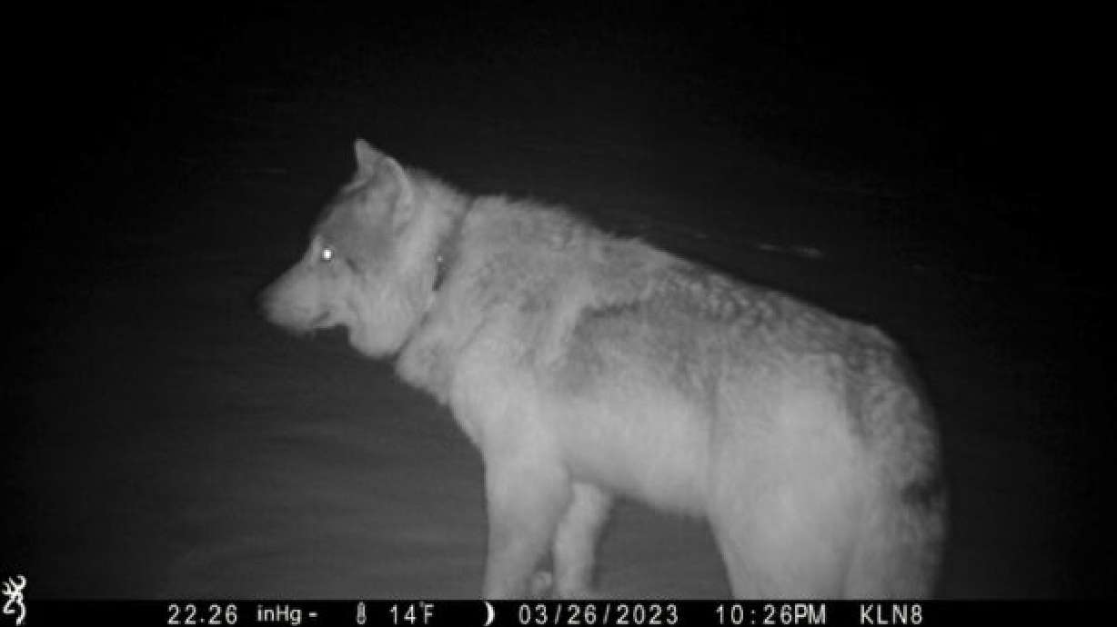 A gray wolf is seen in a trail camera image on the Sherman Creek Ranch, March 26, near Walden, Colo. As state officials prepare to reintroduce wolves in western Colorado, a small number of the animals already have wandered in from Wyoming.