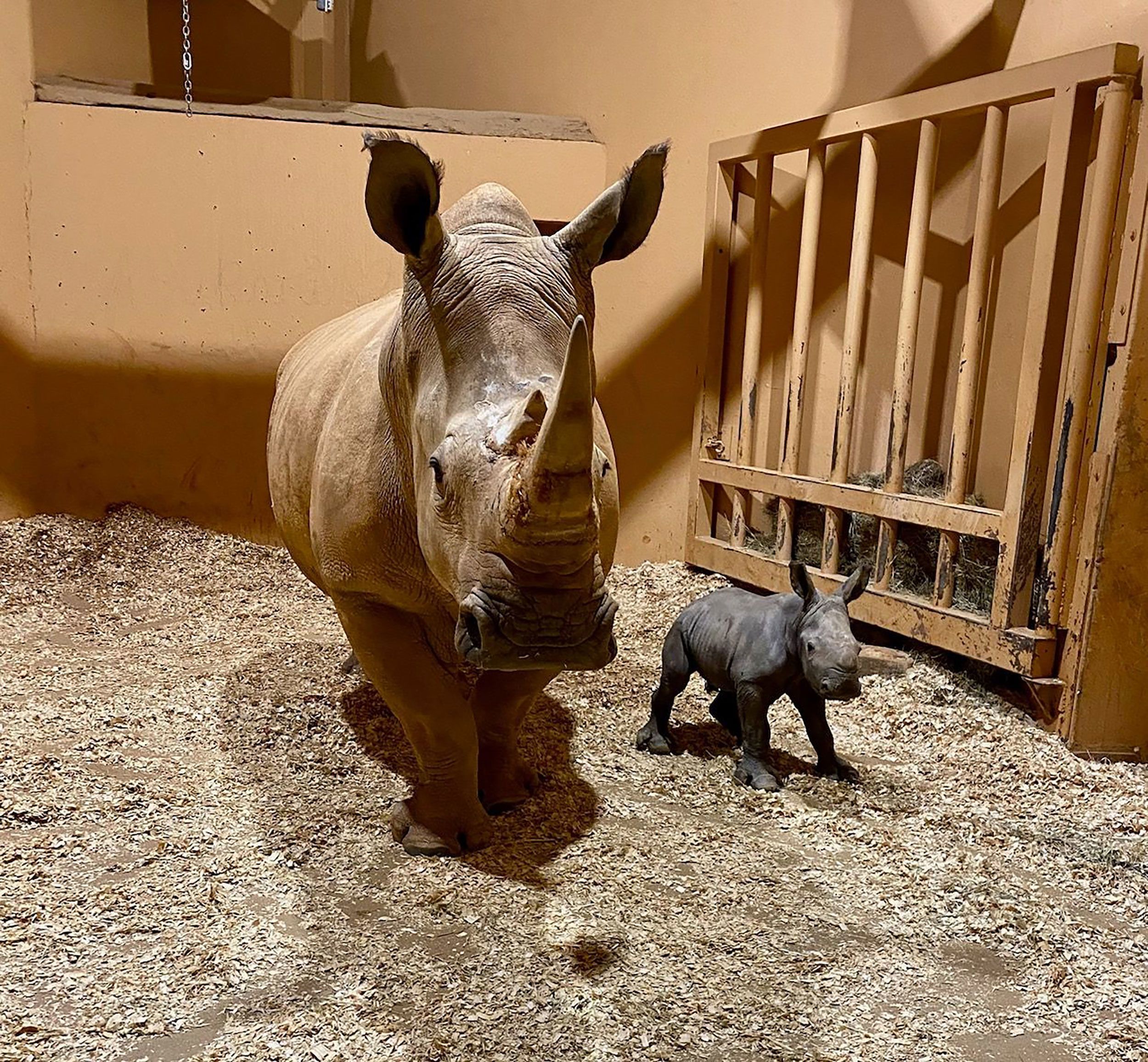 Zoo Atlanta shared this photo on Facebook when announcing the birth of a southern white rhinoceros. Such animals are classified as "near threatened."