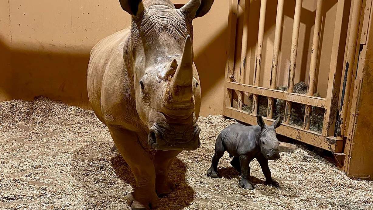 Zoo Atlanta shared this photo on Facebook when announcing the birth of a southern white rhinoceros. Such animals are classified as "near threatened."