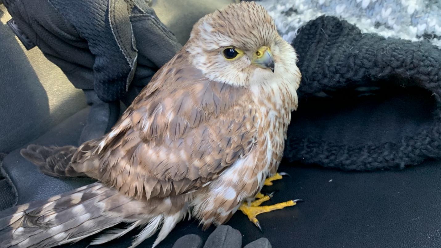 A Salt Lake police officer helped rescue an injured bird, later determined to be a hawk, on Wednesday.