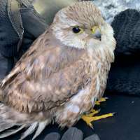 Hat trick: Man and Salt Lake police officer help injured hawk