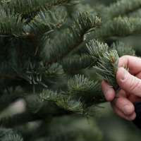 Idaho is auctioning off 150 Christmas trees. Here's how to get one.