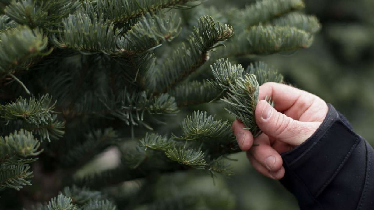 Kris Watson, program manager at the Utah Department of Agriculture and Food, inspects for bugs at a Christmas tree lot in West Jordan on Wednesday, Dec. 11, 2019. The Sawtooth National Forest is offering the Pine Christmas Trees Timber Sale by oral auction at 11 a.m. on Oct. 6 at its headquarters, 370 American Avenue in Jerome.