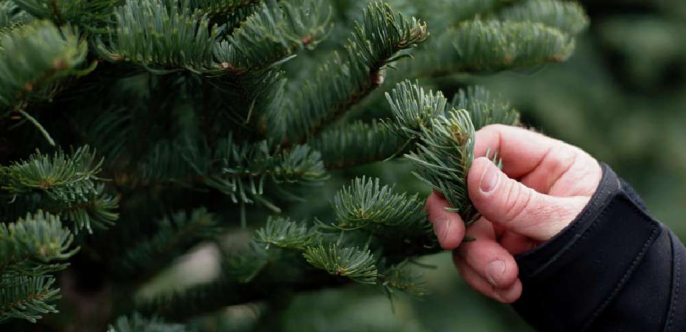 Idaho is auctioning off 150 Christmas trees. Here's how to get one.