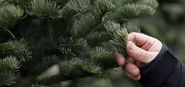 Idaho is auctioning off 150 Christmas trees. Here's how to get one.