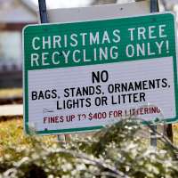 How to dispose of real trees and what to recycle post-Christmas