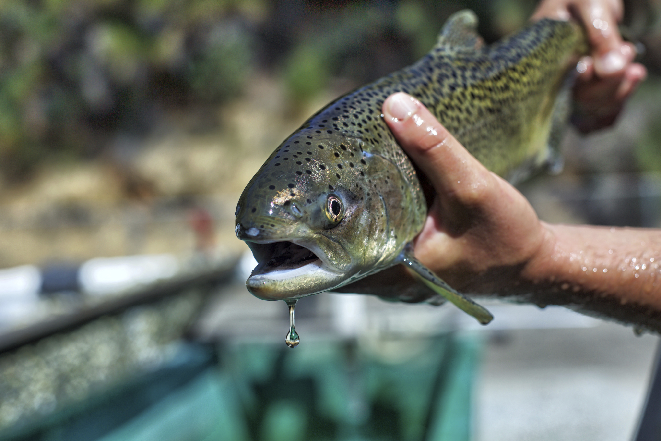Interior redefines 'harm' under Endangered Species Act