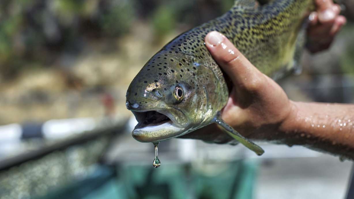 A winter-run Chinook salmon in August 2017. A new rule, which the Department of the Interior and the Department of Commerce finalized on July 10, changed the definition of the word “harm.”