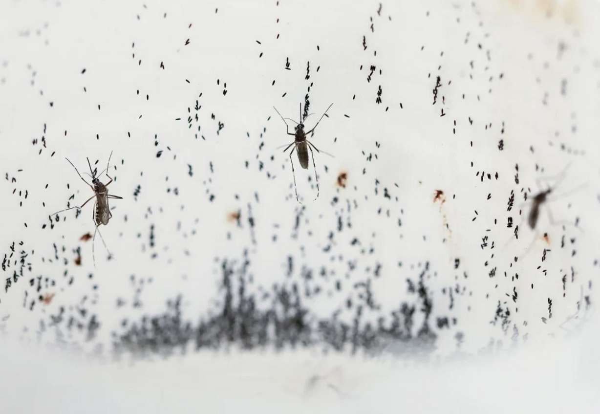 Mosquitoes lay eggs inside the World Mosquito Program's factory, in Medellin, Colombia, on Aug. 10.