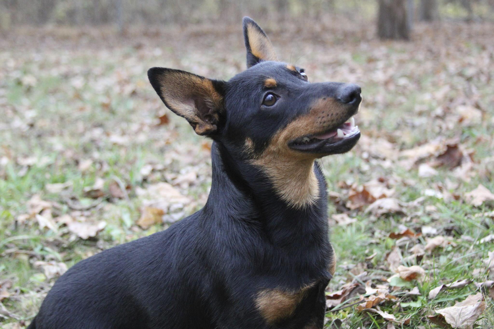 Lex, a Lancashire heeler, sits at attention, Dec. 29, in Morristown, N.J. The Lancashire heeler, is the latest breed recognized by the American Kennel Club.
