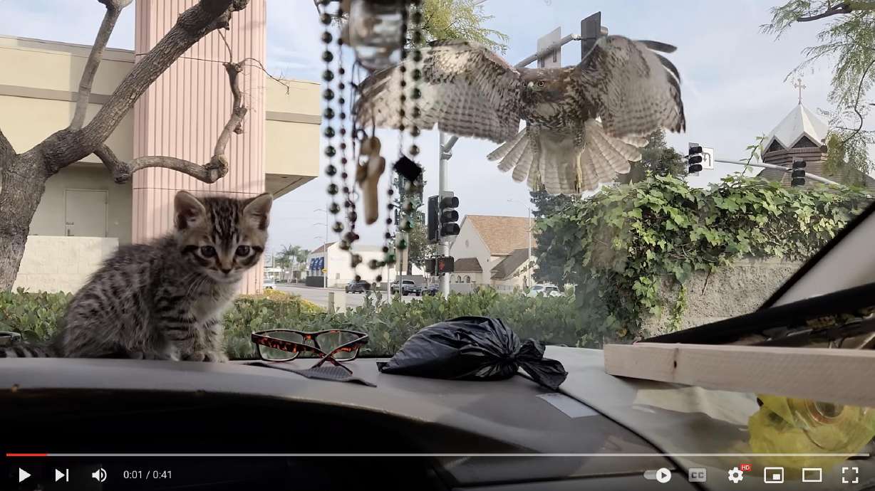 A kitten faces a close call as a hawk attacks from just a few feet away. Luckily for the kitten, and the person filming, a windshield stops the bird.