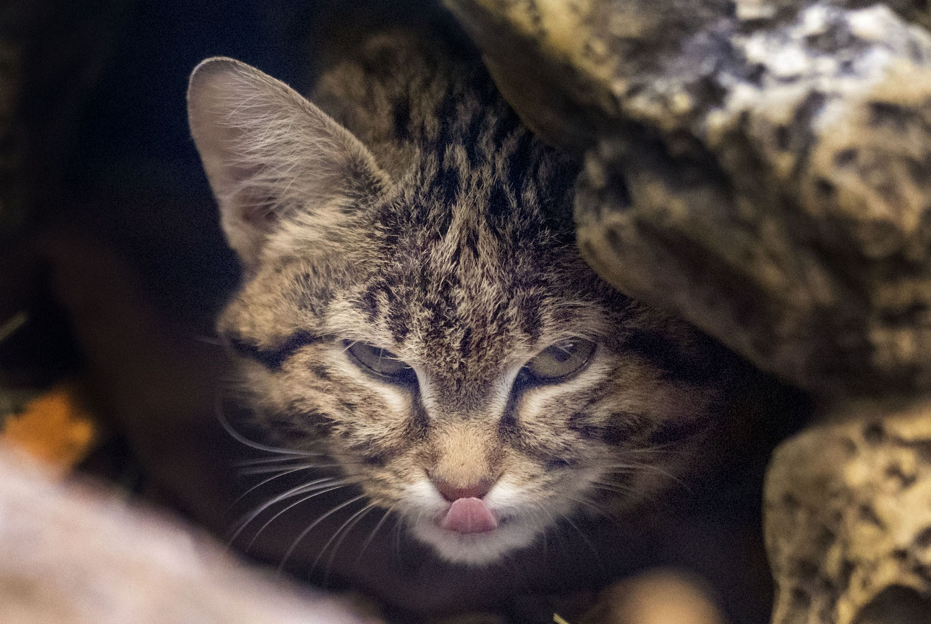 Gaia, a black-footed cat, peers out from her enclosure at the Hogle Zoo in Salt Lake City on Wednesday. Gaia is 9 months old and weighs 2.6 pounds. 