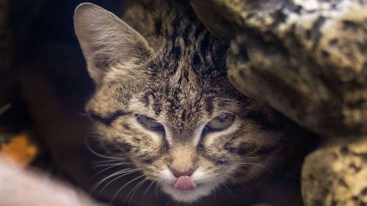 Gaia, a black-footed cat, peers out from her enclosure at the Hogle Zoo in Salt Lake City on Wednesday. Gaia is 9 months old and weighs 2.6 pounds.
