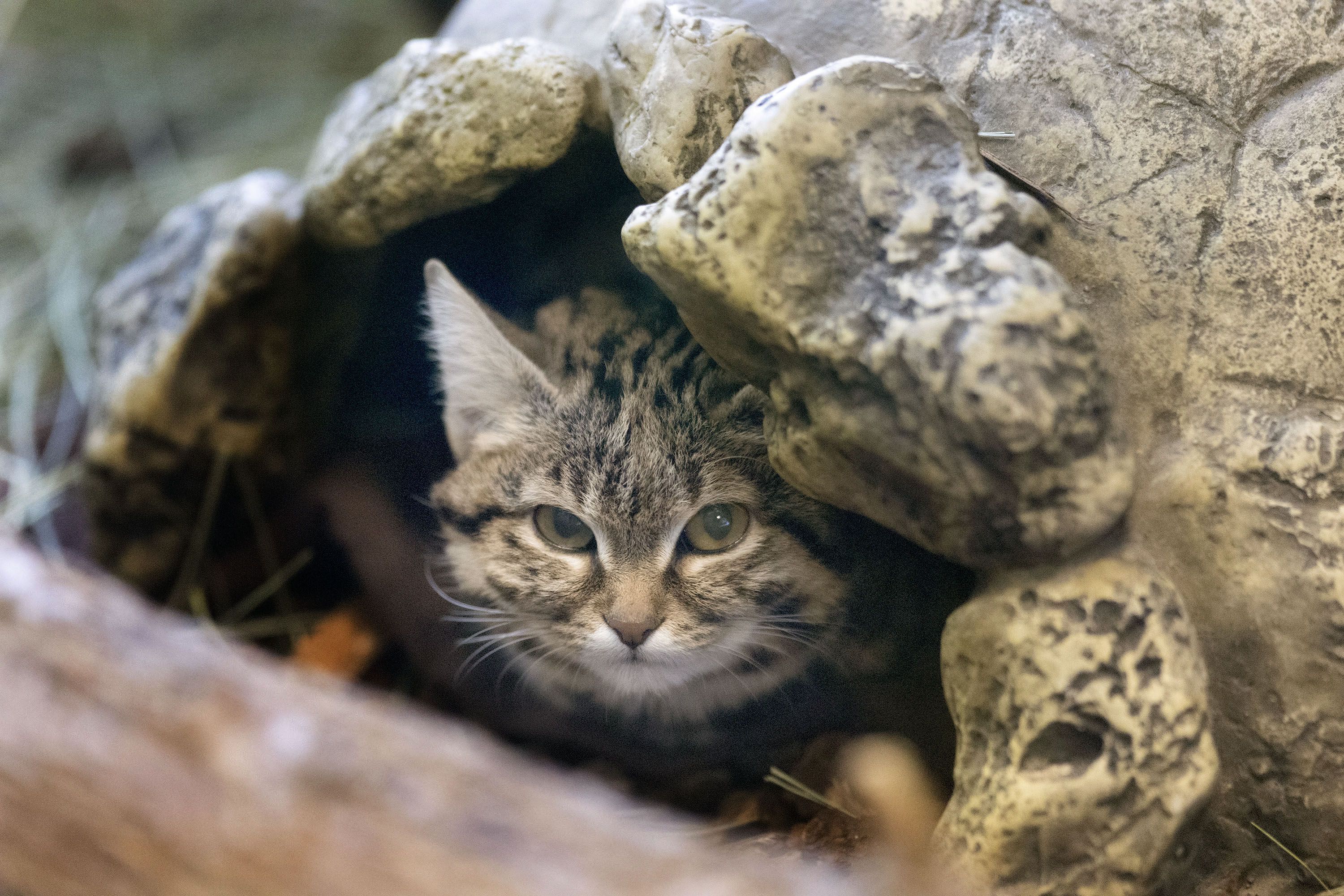 Gaia, a black-footed cat, peers out from her enclosure at the Hogle Zoo in Salt Lake City on Wednesday. Gaia is 9 moths old and weighs 2.6 pounds. The cat’s breed is the smallest species of wild cat found in Africa.