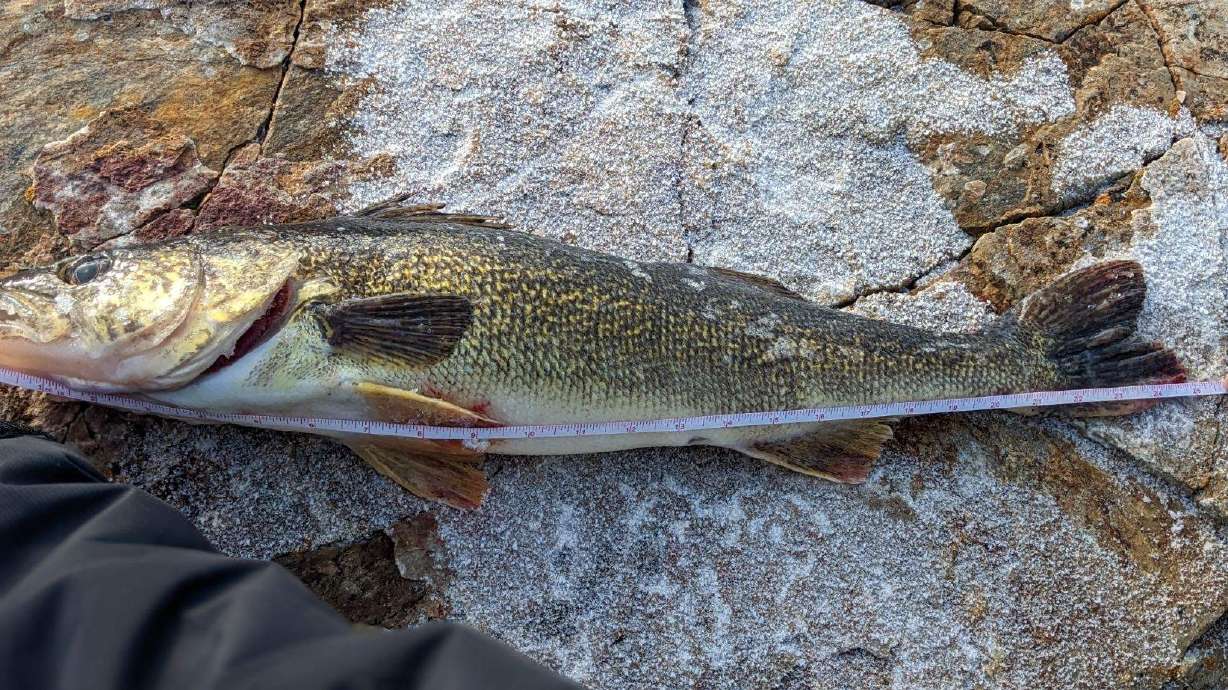 A walleye caught at Strawberry Reservoir Dec. 21, 2023. Utah wildlife officials said Tuesday they are still tracking Strawberry Reservoir for the species.
