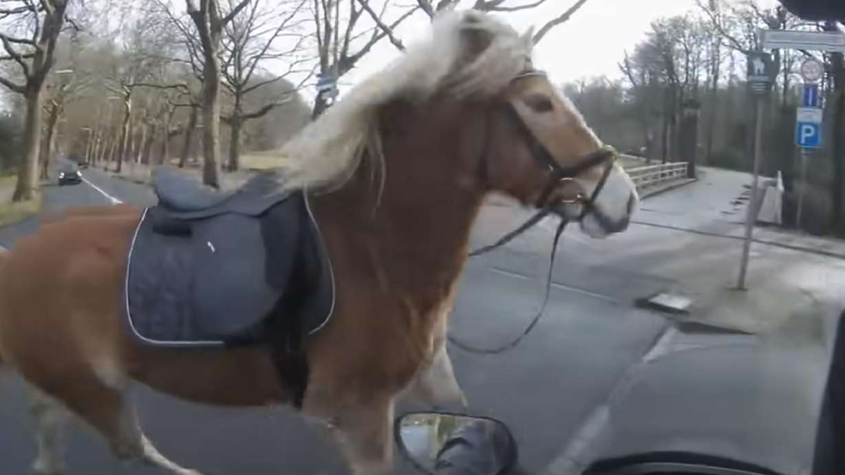 A runaway horse is cornered by a scooter-driver in the Netherlands.