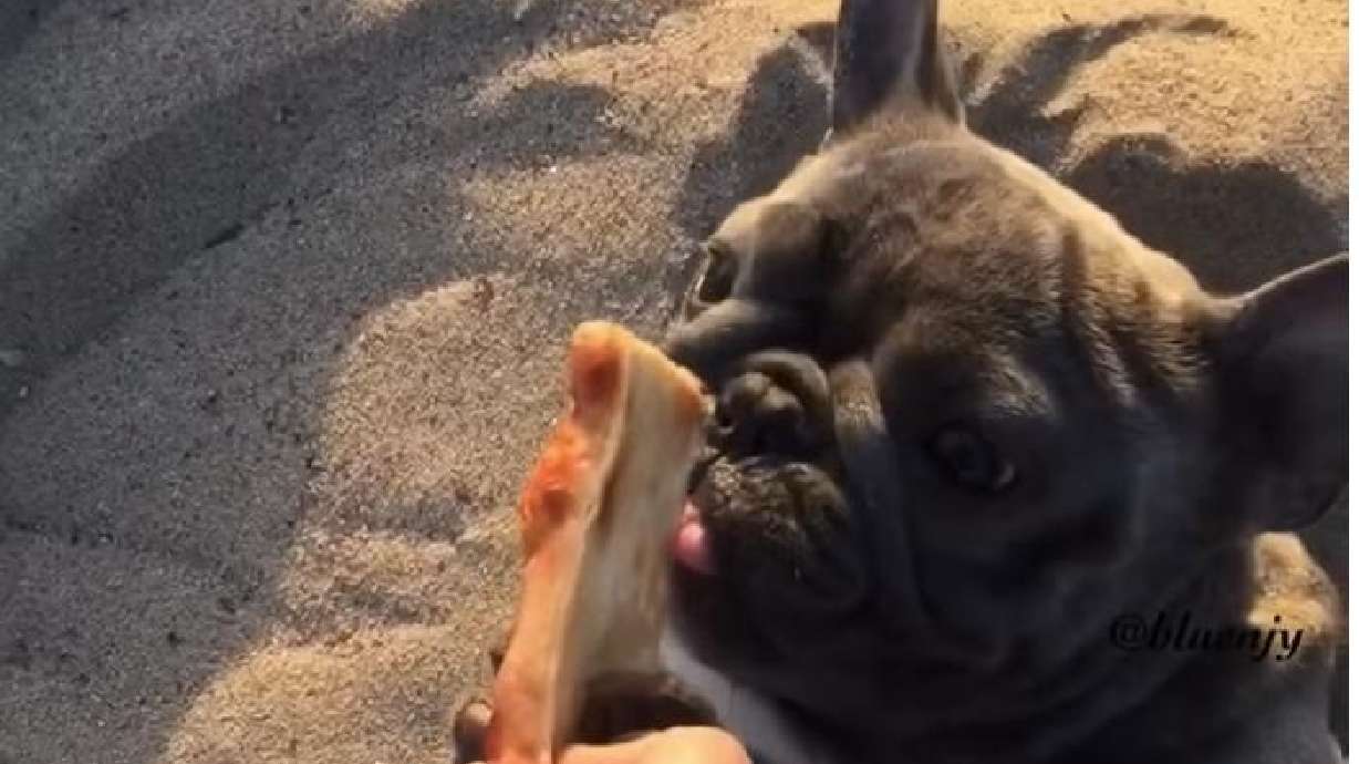 Bluenjy the Frenchie seems to be in paradise with his pizza.