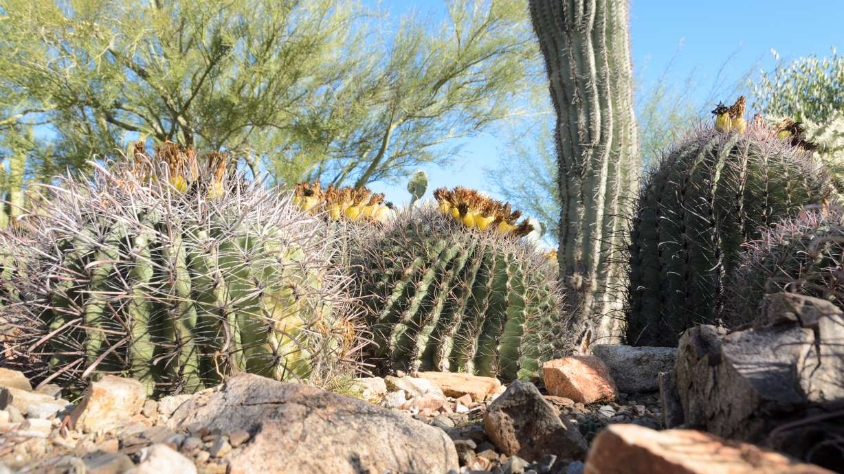 Southern Utah conservation experts attribute a recent decrease in water use to more water-efficient landscaping and higher snowpack and precipitation levels in the last year.