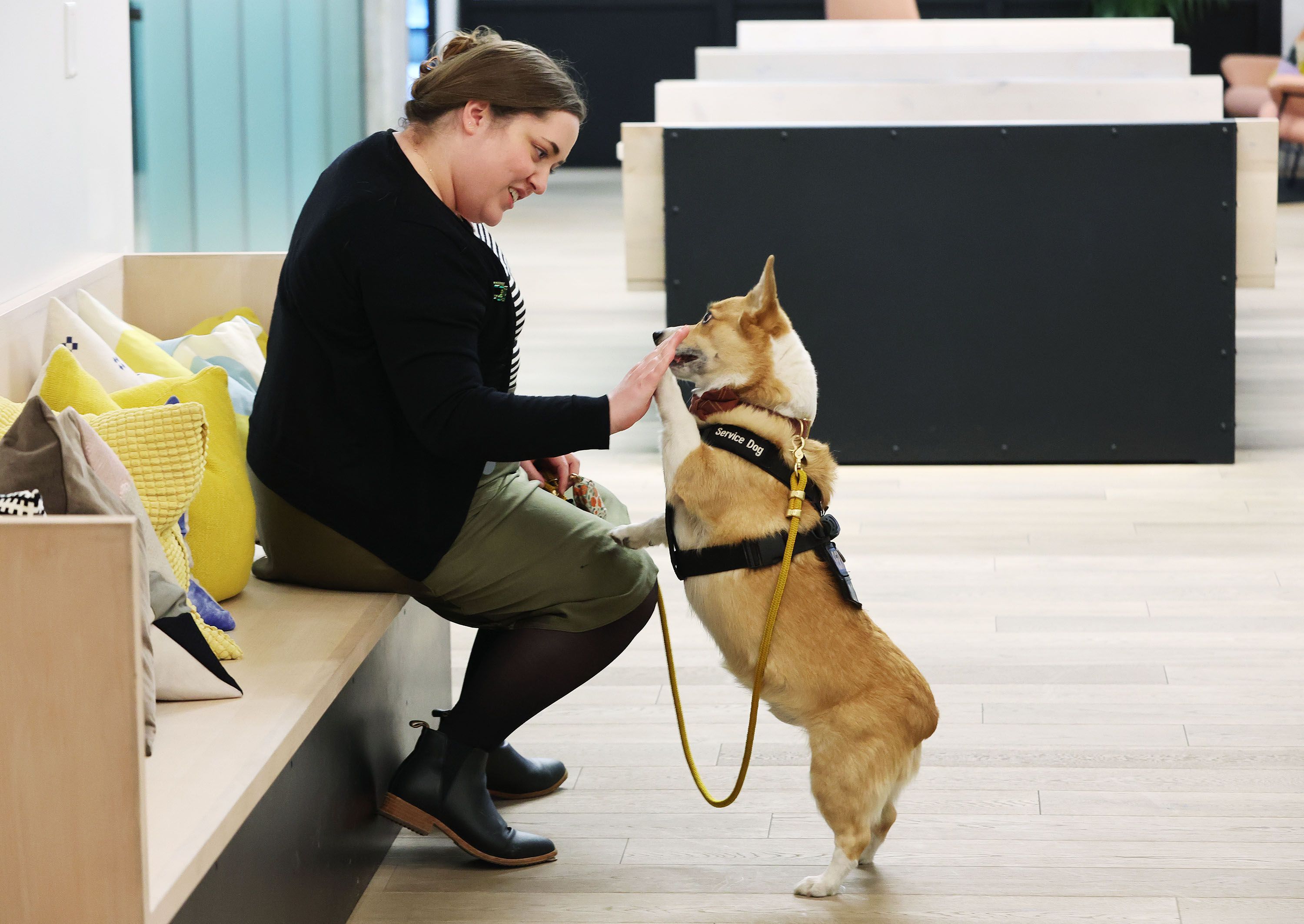 Kathleen Sykes greets her service dog, Jefferson, at her office at Kiln in Salt Lake City on Jan. 5. Because of a back injury to Sykes, Jefferson has been trained to retrieve items for her, among other tasks.
