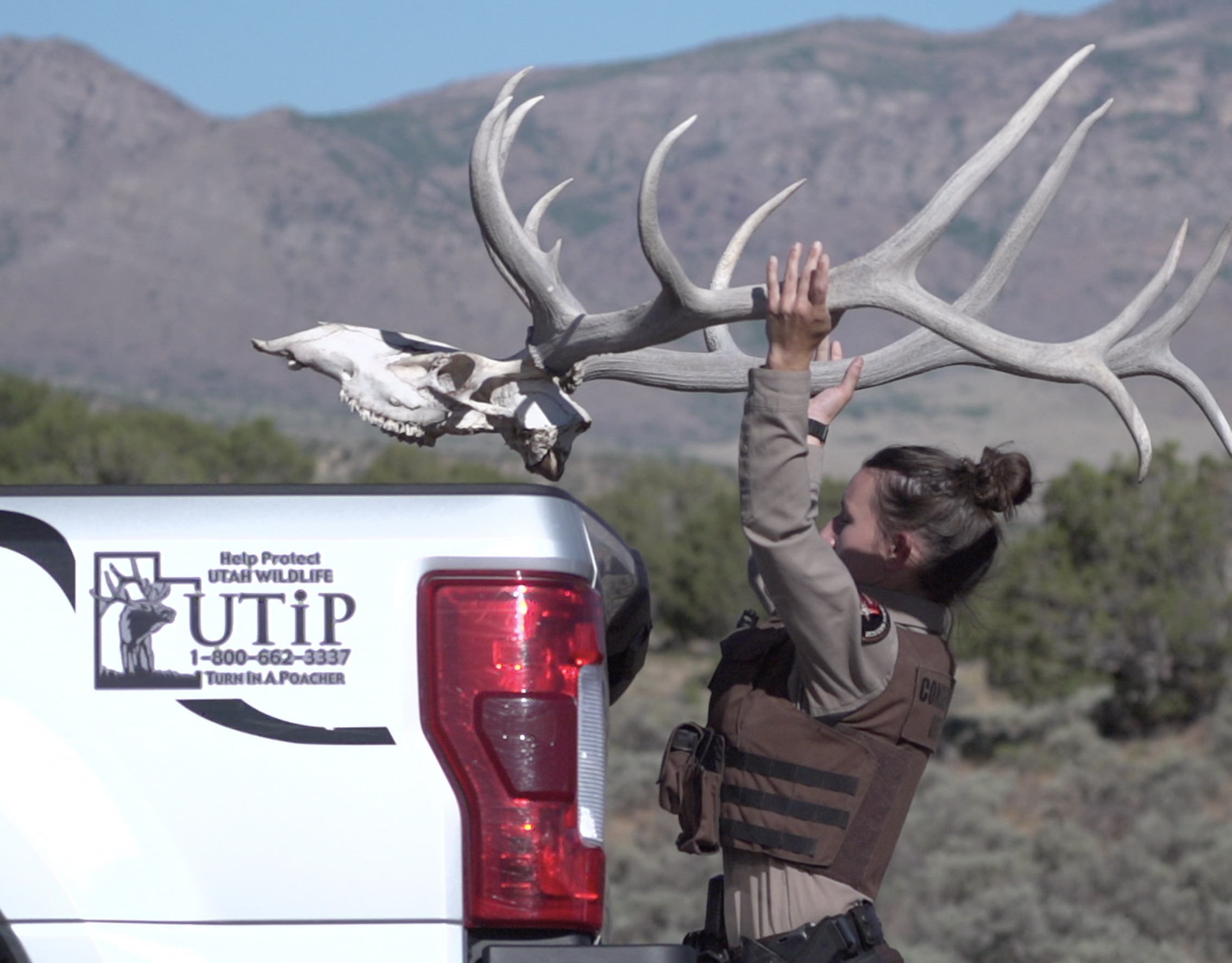 The number of animals illegally killed in Utah dropped about 18% between 2022 and 2023, Utah wildlife managers say.