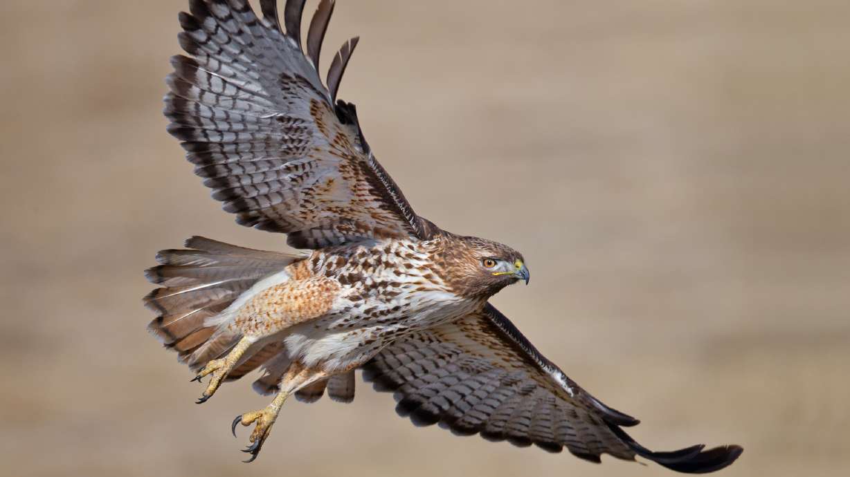 A red-tailed hawk mid-flight. A Utah conservation nonprofit is looking for volunteers who are passionate about conservation and the outdoors to assist the project in its efforts to gather data on the state's raptor population during this year's nesting season.