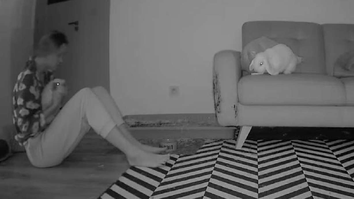 A pet owner supervises two bunnies, one of which is struggling behaviorally, or so this video shows.