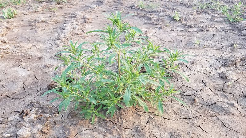Kochia is seen in a field in Nyssa, Ore., August 10, 2017. Crop-killing weeds such as kochia are advancing across the U.S. northern plains and Midwest