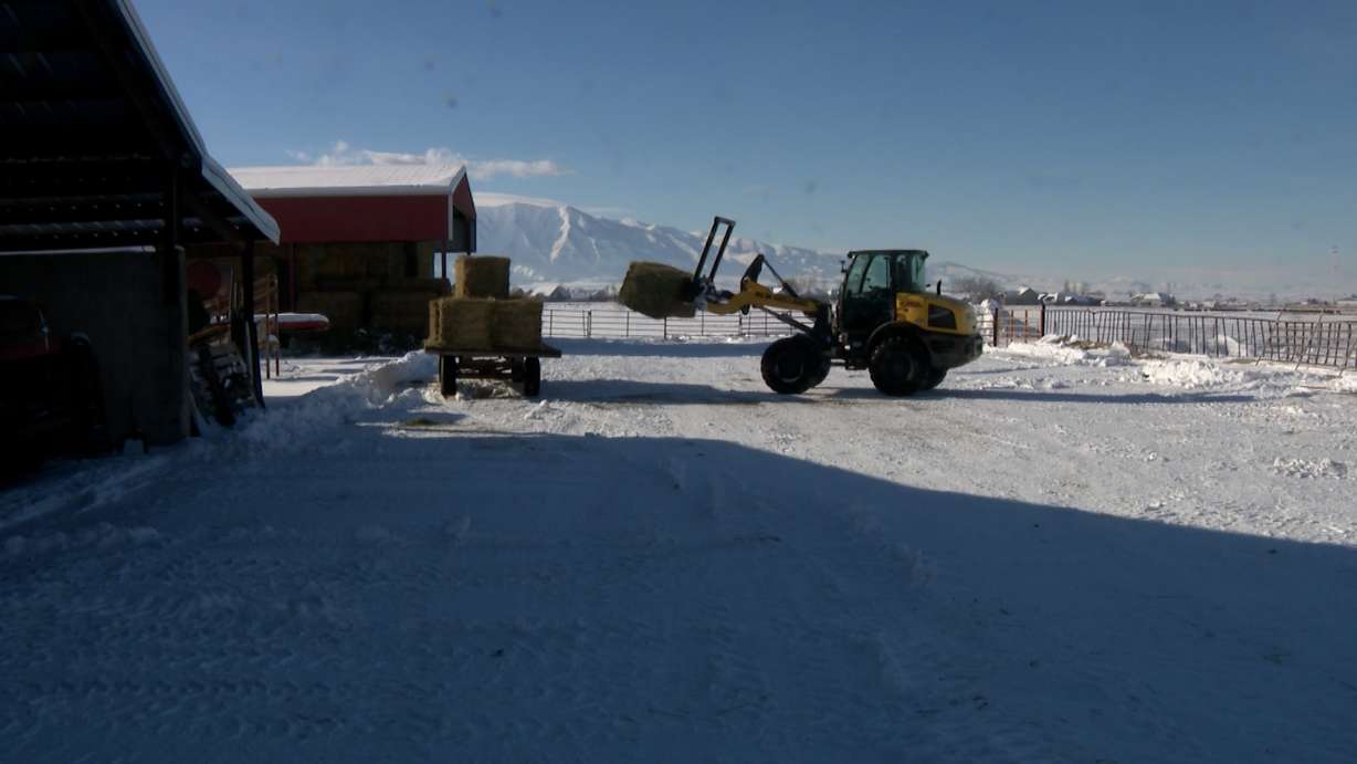 Joe Fuhriman, a fourth-generation rancher, moves bales of hay at his farm in Cache Valley.