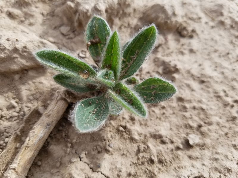 Kochia is seen in a sugar beet field near Nampa, Idaho, May 24, 2018.
