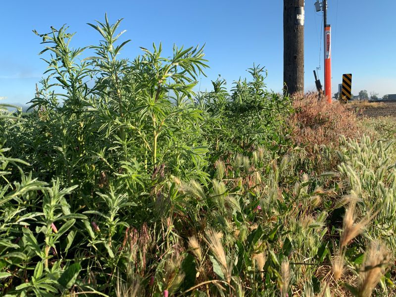 Kochia is seen along a roadside adjacent to a sugar beet field in Fruitland, Idaho, June 10, 2020.