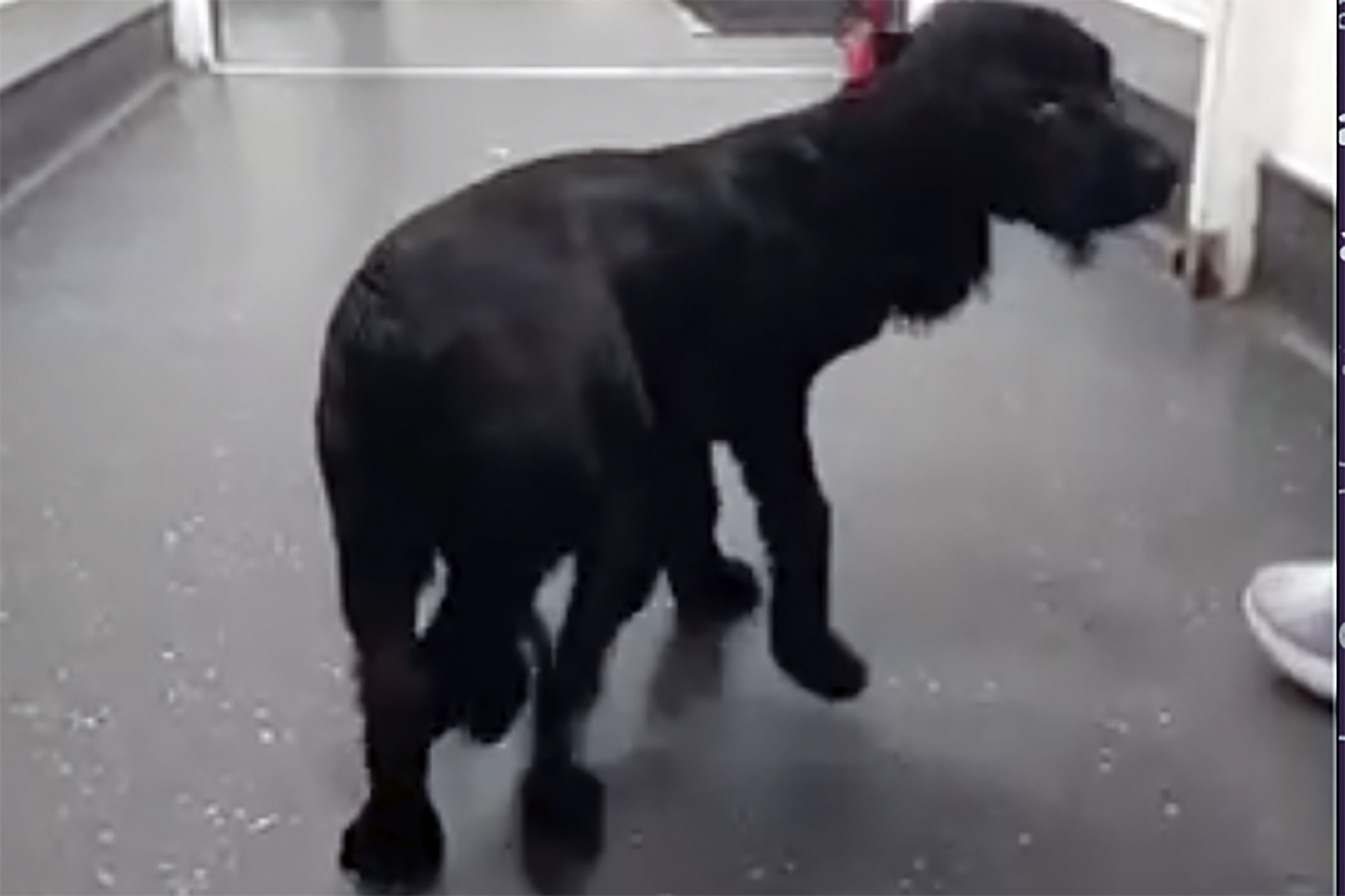 In this image made from video provided by Vicki Black, Ariel is seen with six legs before surgery, in Bristol, England, Wednesday. The dog was found abandoned in a supermarket parking lot and recently had her two extra limbs surgically removed.