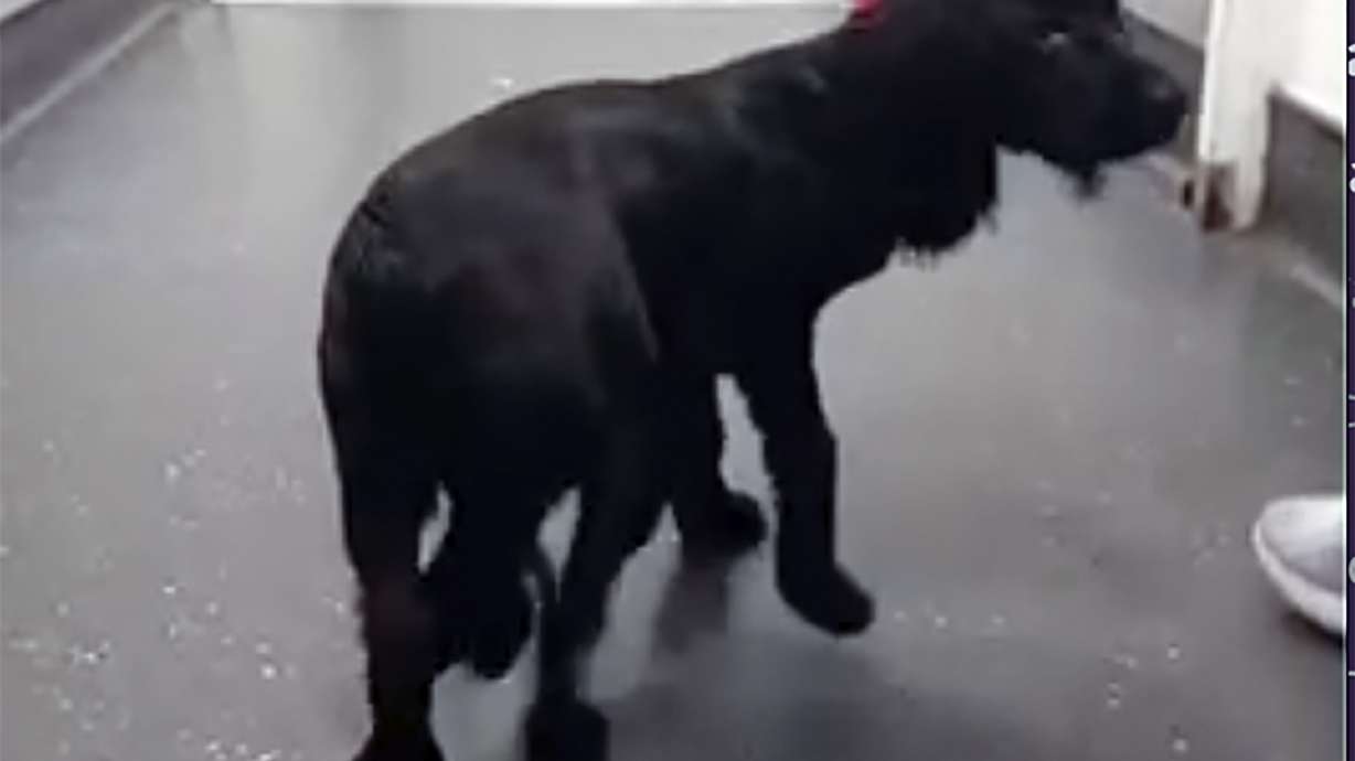 In this image made from video provided by Vicki Black, Ariel is seen with six legs before surgery, in Bristol, England, Wednesday. The dog was found abandoned in a supermarket parking lot and recently had her two extra limbs surgically removed.