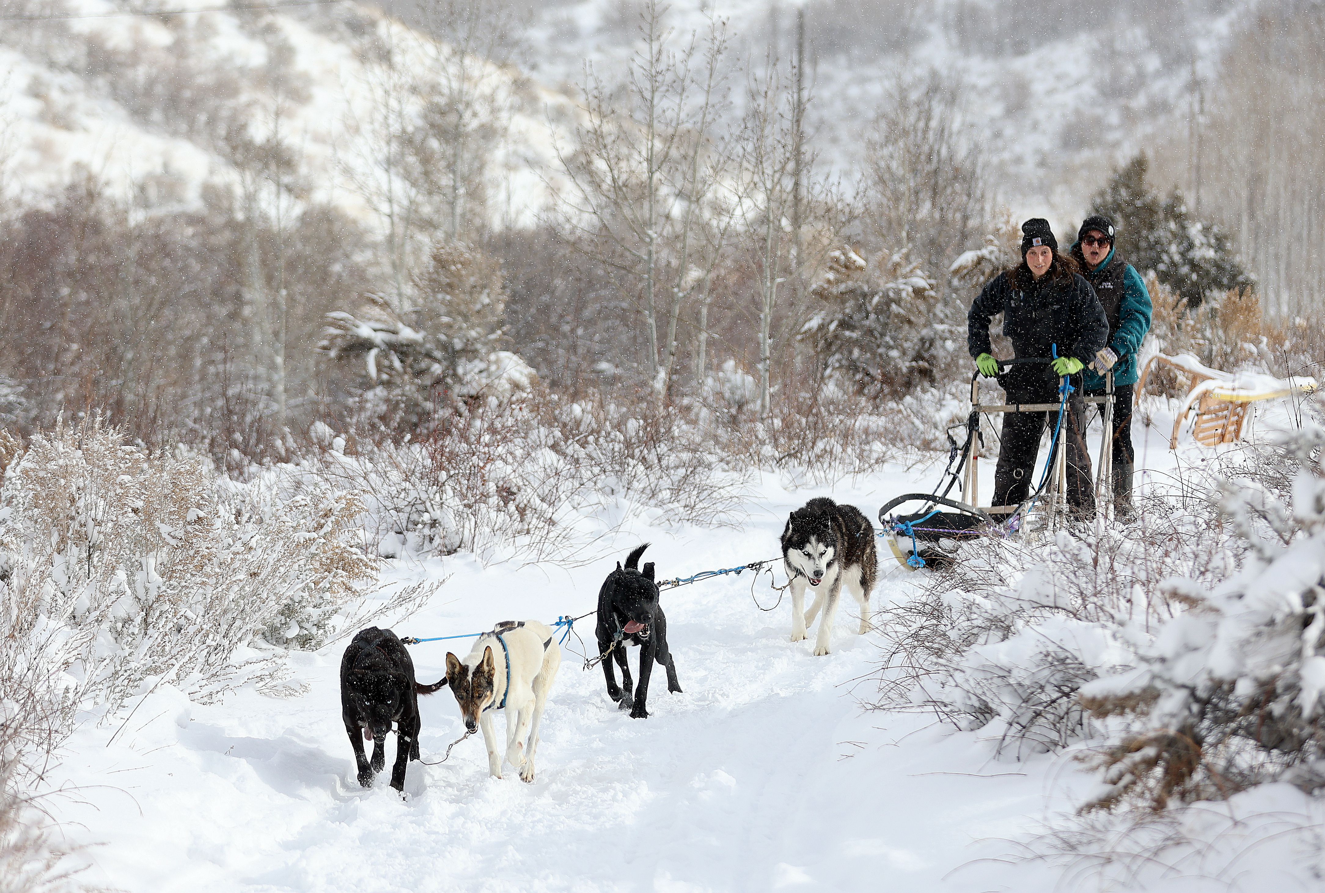 Heather, Pfister, Tornado and Bruce Wayne pull Olivia Vigliotti, musher, and Luna Lobos Dog Sledding owner Dana Ramirez at Rancho Luna Lobos in Peoa, Summit County, Jan. 11.