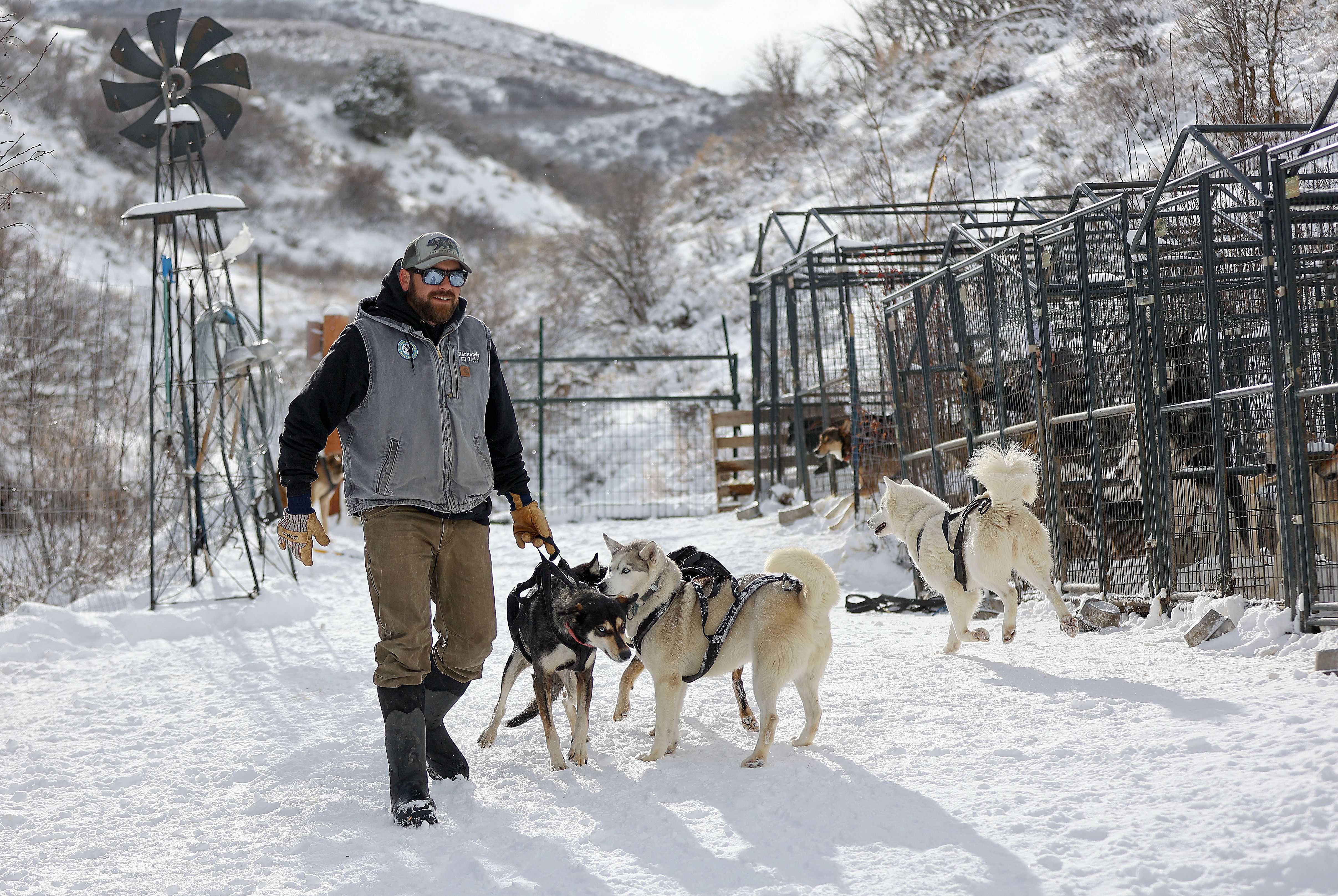 Luna Lobos Dog Sledding owner Fernando Ramirez works with sled dogs at Rancho Luna Lobos in Peoa, Summit County, Jan. 11.