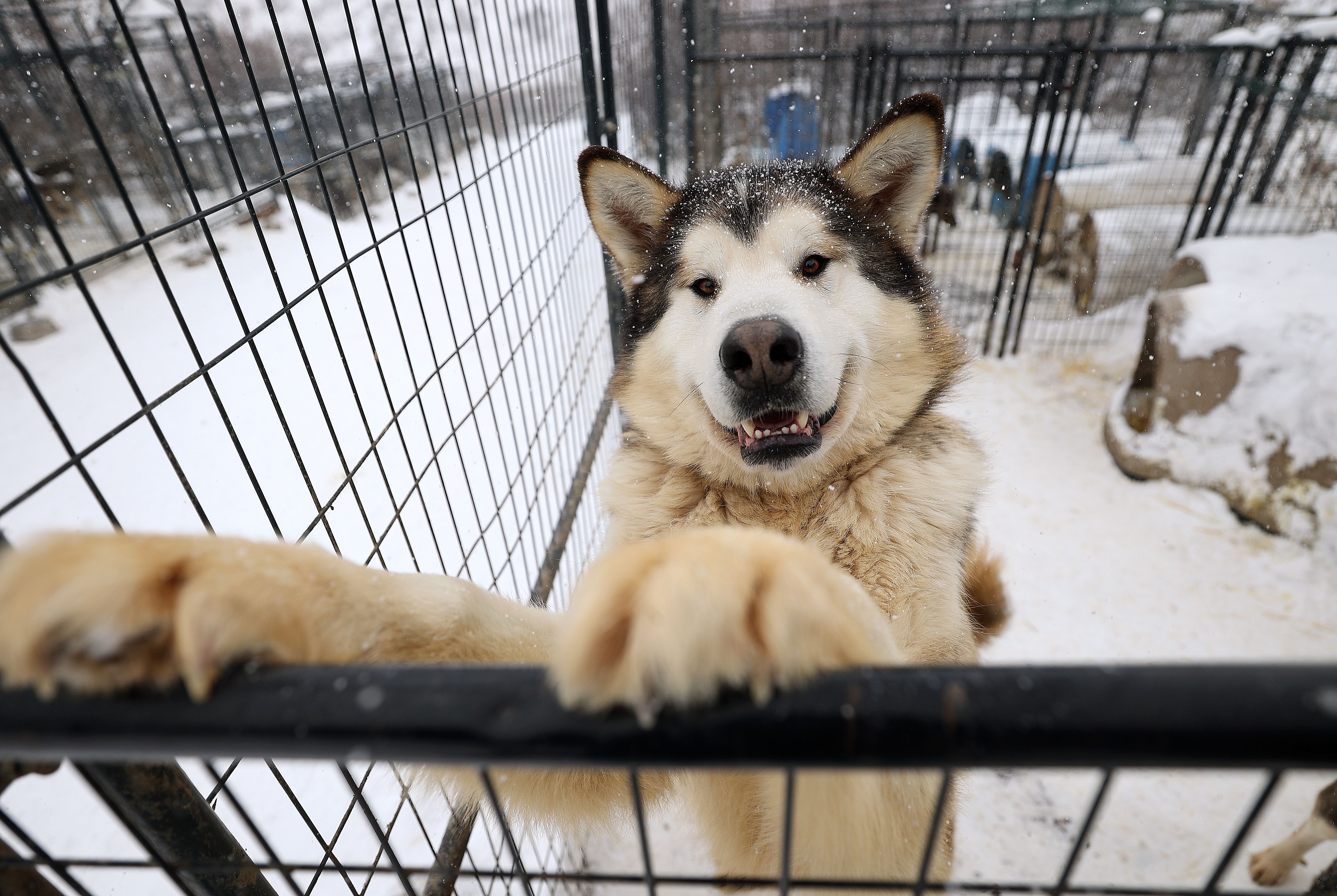 Sled dog Ozzy jumps on a kennel fence at Rancho Luna Lobos in Peoa, Summit County, Jan. 11.