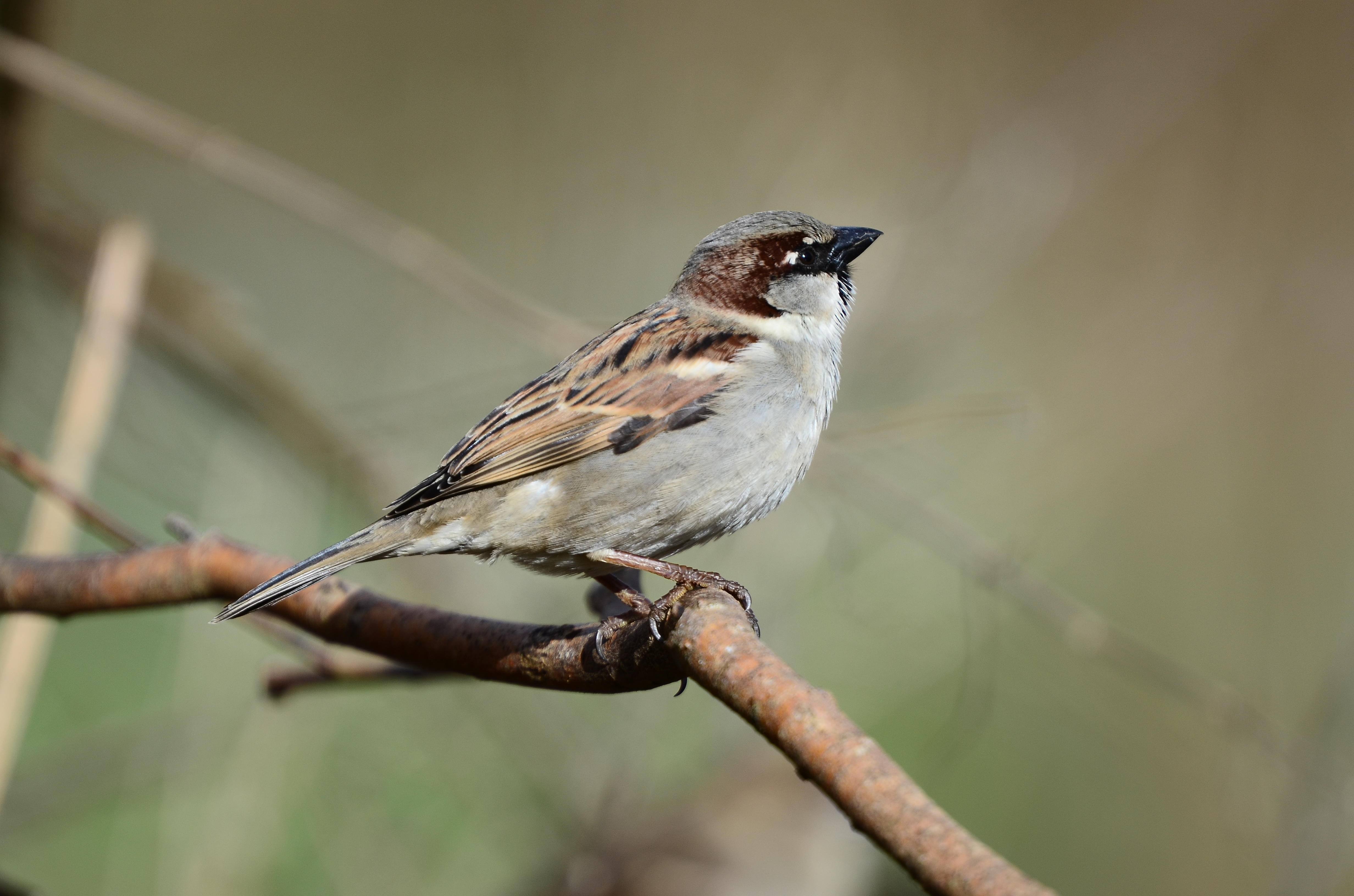 North America's bird population is in serious decline, losing 3 billion breeding adults — nearly a third of the bird population — in the last half-century.