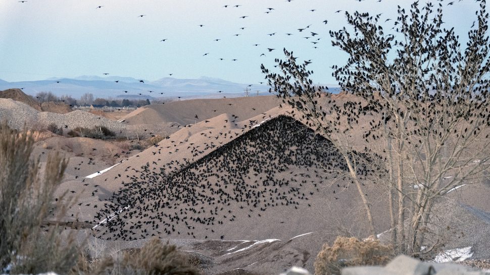 Large numbers of European Starlings gather as the sun sets, Cedar City, Nov. 28, 2023.
