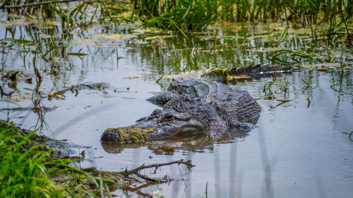 An alligator at a Texas rescue center was found completely stuck under a frozen pond — but still breathing with a barely beating heart.
