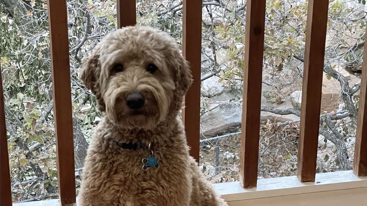 Teddy, a 2-year-old Goldendoodle, at his Millcreek home on Nov. 3, 2023. His breed is the most popular in Utah, according to a new U.S. News & World Report analysis.
