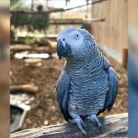 British zoo has new plan to rehabilitate its potty-mouthed parrots