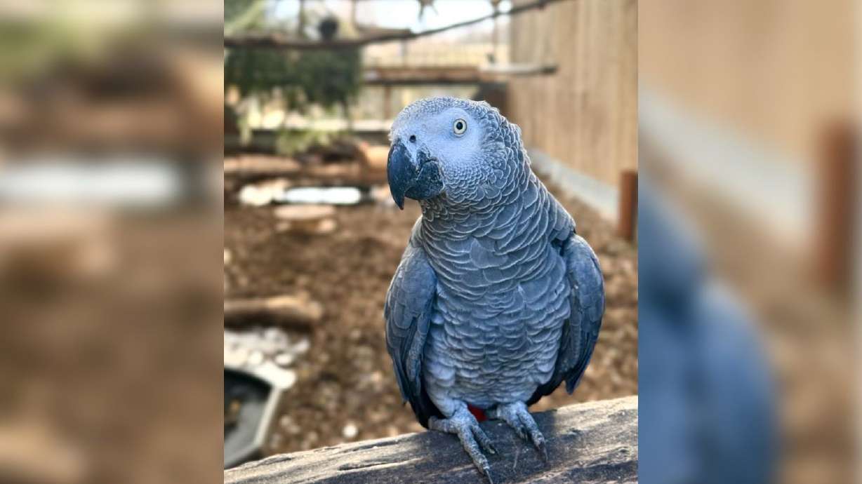 A British wildlife park has hatched a new plan to rehabilitate its potty-mouthed parrots after they unleashed a tide of expletives. The three new parrots are being integrated into the flock.