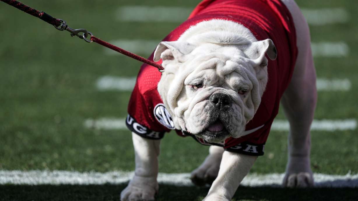 FILE - Georgia mascot Uga X walks on the field during the first half of an NCAA college football game against Georgia Tech Saturday, Nov. 26, 2022 in Athens, Ga. Former Georgia mascot Uga X, whose eight-year run included back-to-back national championships, died Tuesday, Jan. 23, 2024.